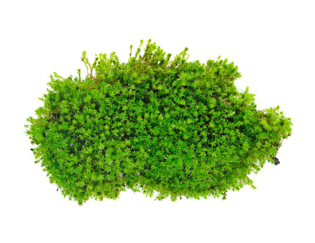Green moss isolated on white bakgroundの写真素材