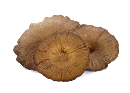 Mushroom ,hedlom northern thai name (Lentinus polychrous Lev.) on white background.の写真素材