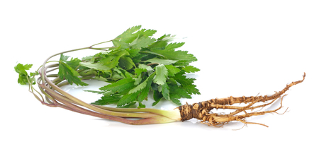 medicinal plant ginseng Isolated on white.の写真素材