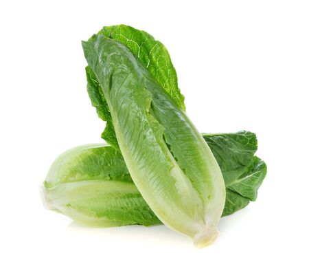Cos lettuce on white background.の写真素材