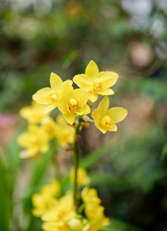 Yellow orchid for natural background.の写真素材