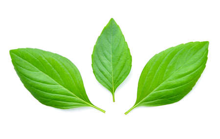 Basil leaves isolated on white background.の写真素材