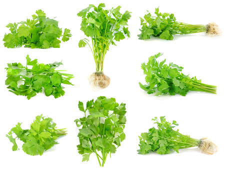 fresh celery leaf isolated on white backgroundの写真素材