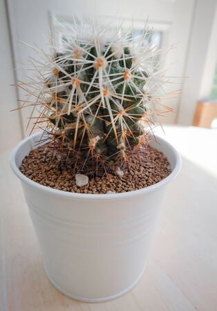 Beautiful small cactus tree in pots.の写真素材
