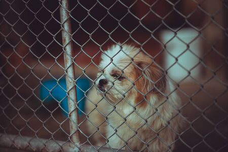 dog locked in a cage,vintage color toneの写真素材
