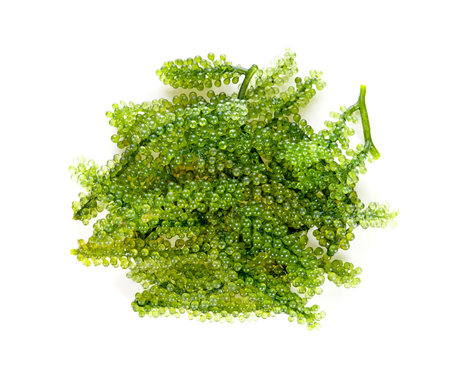 Sea grapes ( green caviar ) seaweed on white background