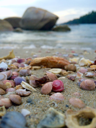 Seaside with sand and shells