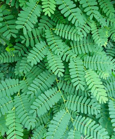 Small leaf patterns