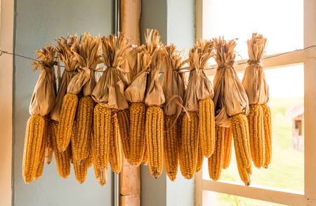 Dried corn cobs decorations in the corner roomの写真素材