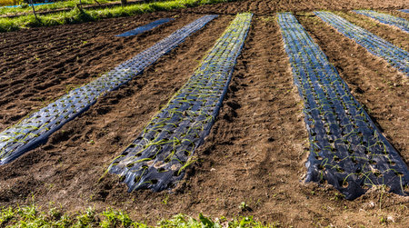the vegetable garden in japanの写真素材