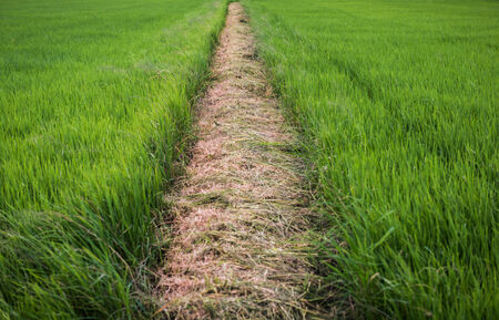 the rice field in thailandの写真素材