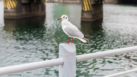 Seagull standing on a steel post by the bayの写真素材