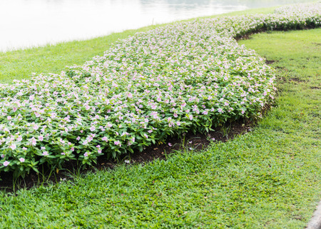 white Watercress flowers in the gardenの写真素材