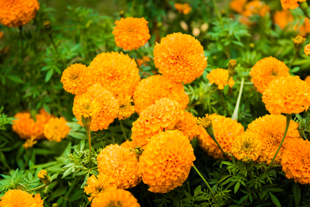 Marigold flower in the garden Thailandの写真素材