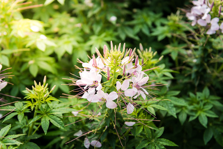 Cleome flower. Species of Cleome are commonly known as spider flowers, spider plants, spider weeds, or bee plantsの写真素材
