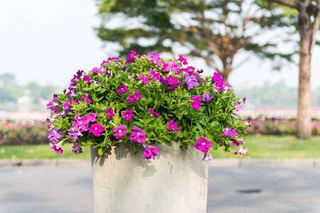 beautiful petunia flowers in cement flowerpot in the gardenの写真素材