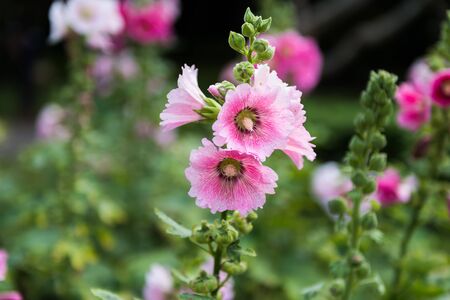 pink and white hollyhock flower in the gardenの写真素材