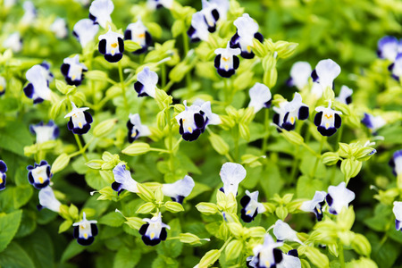 Tricolor pansy flower plant natural backgroundの写真素材