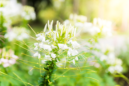 Cleome flower. Species of Cleome are commonly known as spider flowers, spider plants, spider weeds, or bee plantsの写真素材