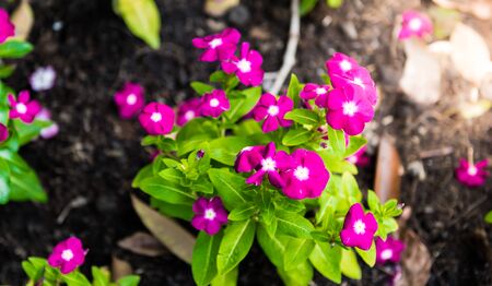 beautiful petunia flowers is closeupの写真素材