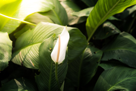 closeup of white spadix flowerの写真素材