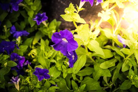 beautiful petunia flowers in the gardenの写真素材
