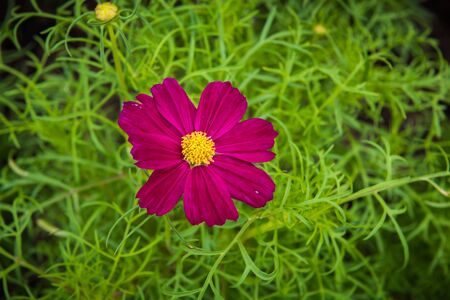 cosmos flower in the garden, parkの写真素材