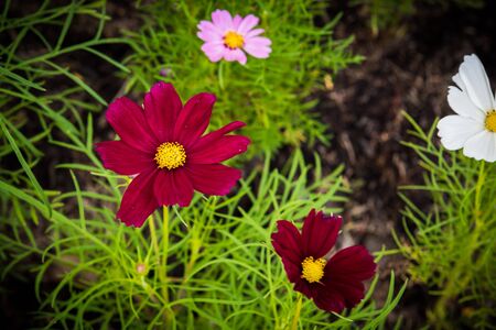 cosmos flower in the garden, parkの写真素材