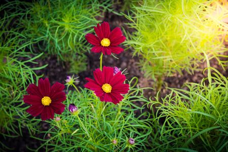 cosmos flower in the garden, parkの写真素材