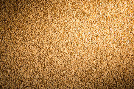 paddy rice background, background of natureの写真素材