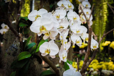 closeup of White orchid flowerの写真素材