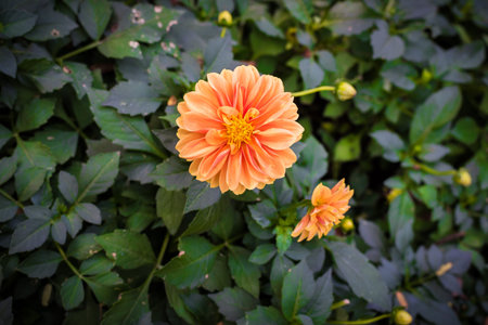 Orange dahlia flower in the garden