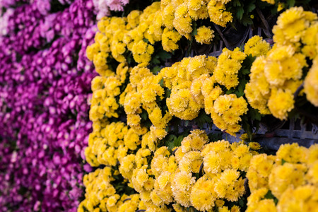 yellow chrysanthemums flowers in the vertical gardenの写真素材