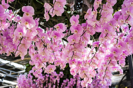 Pink Orchids flower in the gardenの写真素材