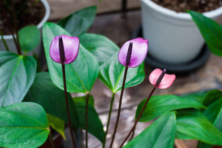 purple Spadix Flower in the gardenの写真素材