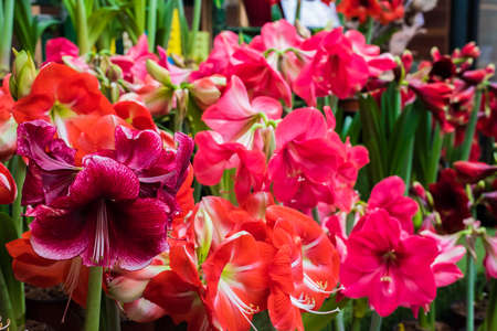 red flower with latin name Amaryllis or Hippeastrumの写真素材