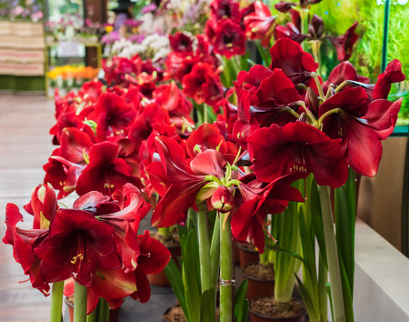 red flower with latin name Amaryllis or Hippeastrumの写真素材