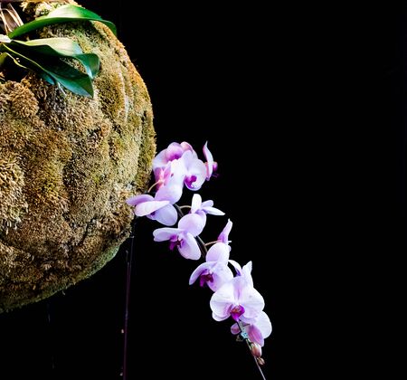 Pink Orchids flower in the gardenの写真素材