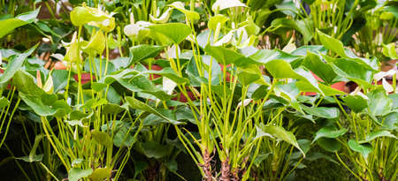 white Spadix Flower in the flowerpotの写真素材