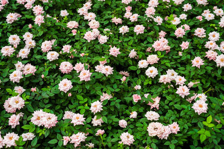 pink roses close up in the gardenの写真素材