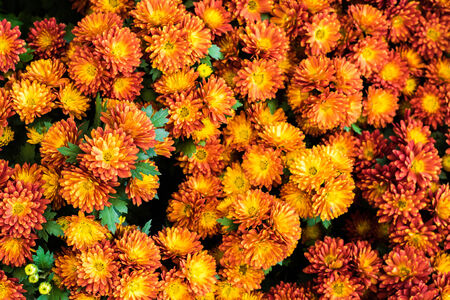 Orange daisy flowers is closeupの写真素材