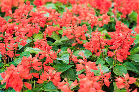 red little flowers in the gardenの写真素材