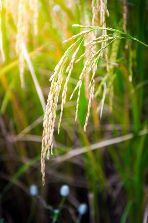 closeup of Rice field in natureの写真素材