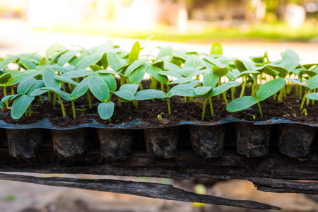 closeup young seedlings of cucumbers in trayの写真素材