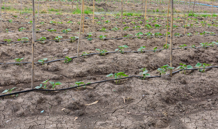 cucumber field growing with drip irrigation system in the countrysideの写真素材