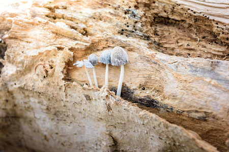 Cluster of tiny mushrooms growing out of a old rotting logの写真素材