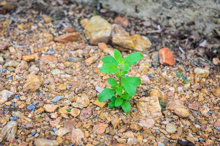 Close up of little holy basil tree from Thailandの写真素材
