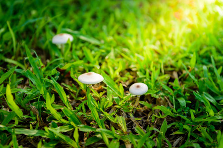 white mushrooms Growing in Grassの写真素材