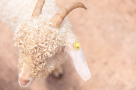 Baby White angora goat (Capra aegagrus hircus) in the stallの写真素材