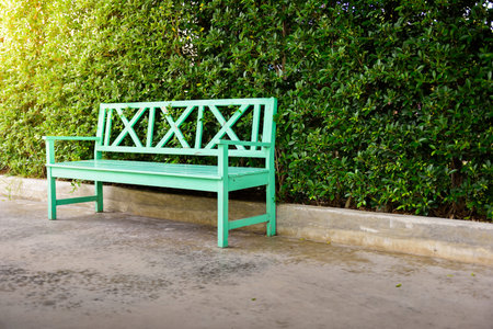Green wooden bench and green leaves wall in the garden